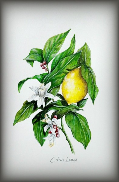 Lemon