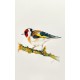 Goldfinch