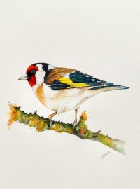 Goldfinch