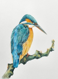 Kingfisher