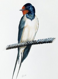 The Swallow